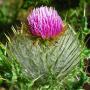 Indian Thistle (Cirsium brevistylum): The purplish pink  flower on this native thistle is about 2/3" across.